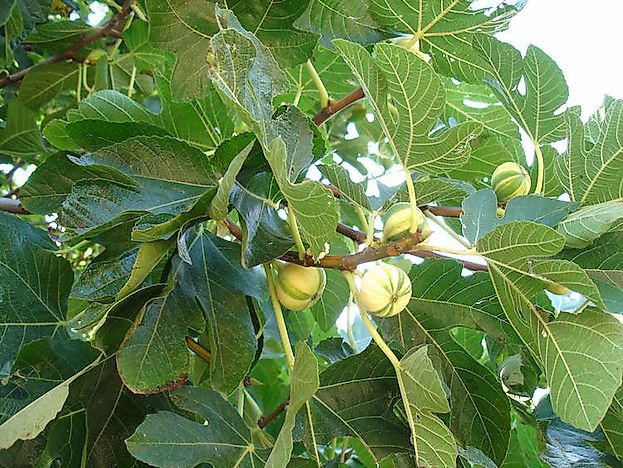 Top Fig Growing Countries