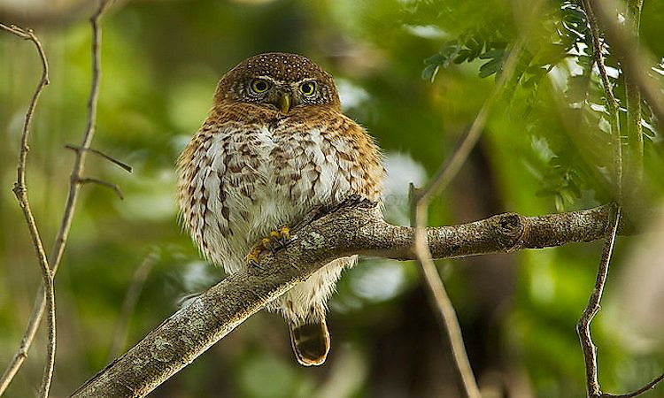 #12 Cuban Pygmy Owl -