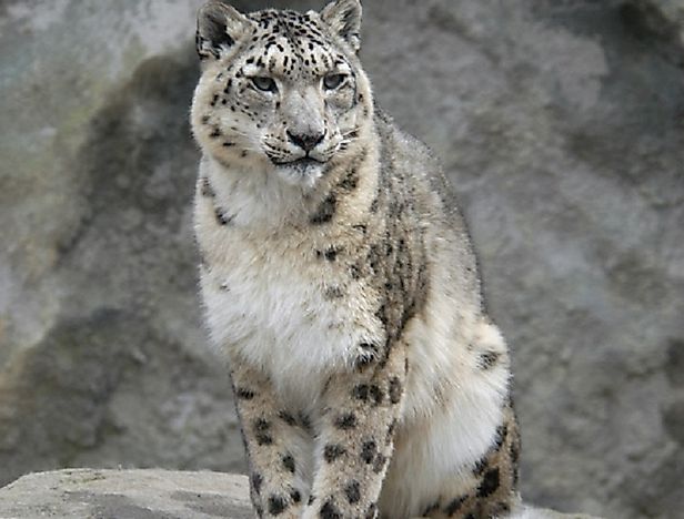 Threatened Mammals Of Pakistan