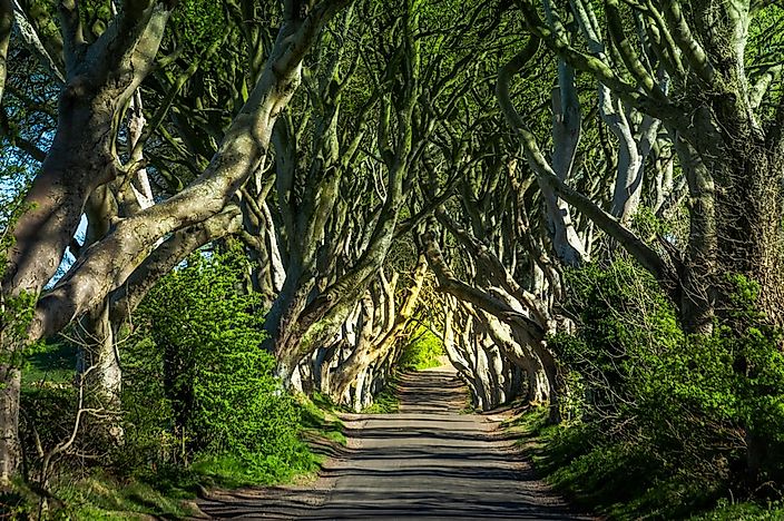 #3 Dark Hedges, Northern Ireland