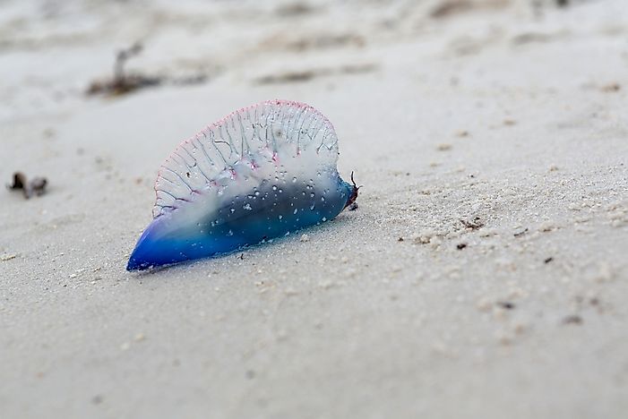 A Portuguese Man o' War in Florida, USA. A Portuguese Man o' War in Florida, USA.