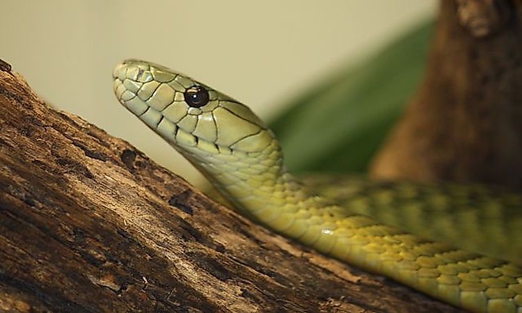 #2 Jameson's mamba -