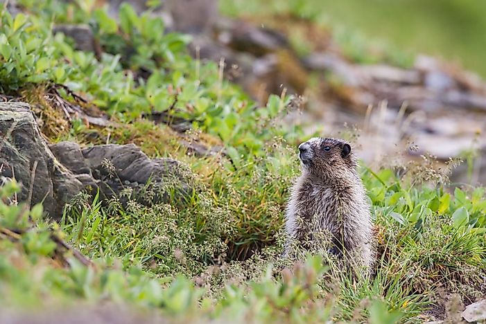 #12 Marmot