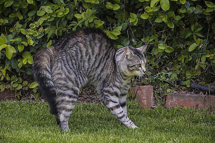 A puffy tail is a cat's way of trying to appear larger than it is. A puffy tail is a cat's way of trying to appear larger than it is.