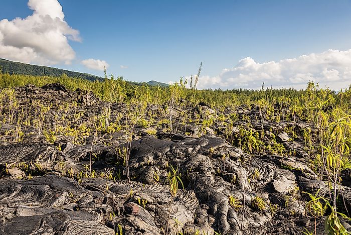 What is Ecological Succession?