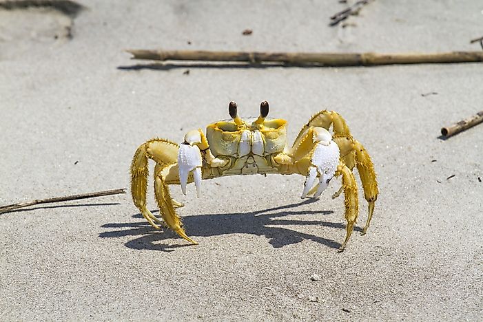 #15 Ghost Crab