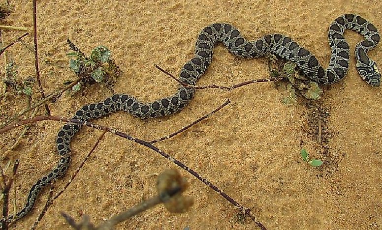 Native Reptiles Of Algeria