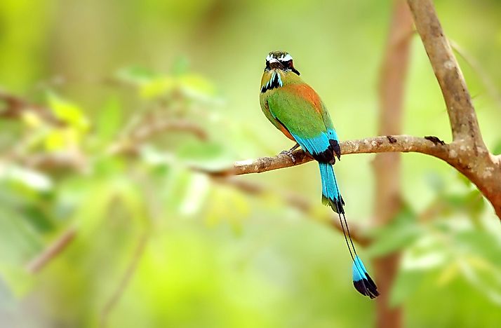 What Animals Live In Nicaragua?