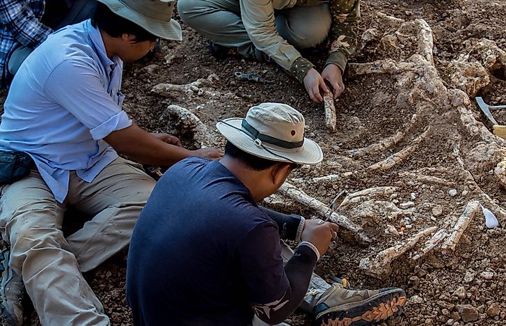 What is the Difference Between Paleontology And Archeology?