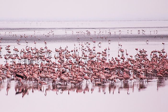 The World's Most Stunningly Pink Animals