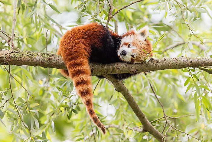 What Are The Biggest Threats To The Endangered Red Panda?