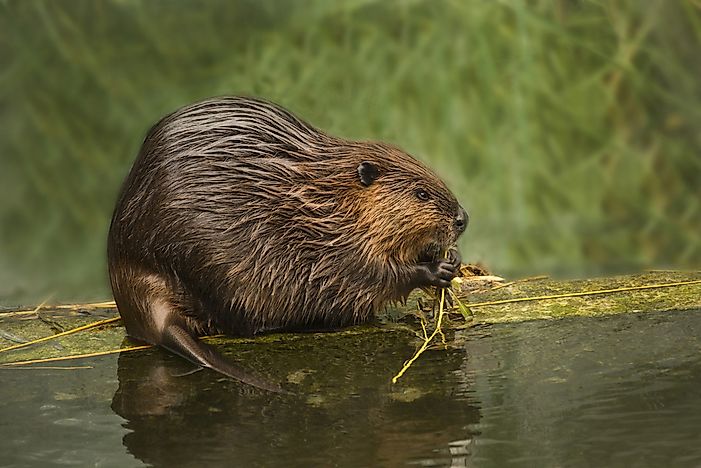 #8 Eurasian Beaver
