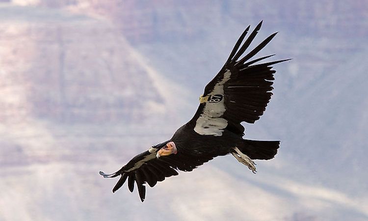 #4 Birds-of-Prey
