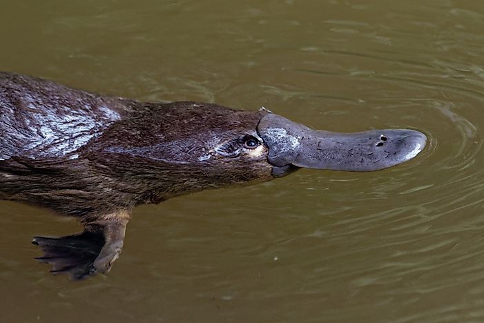 #10 Platypus