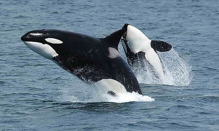 #5 Killer Whale -