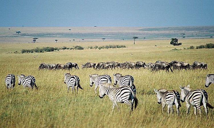 #1 Excellent Speed And Long Migrations -