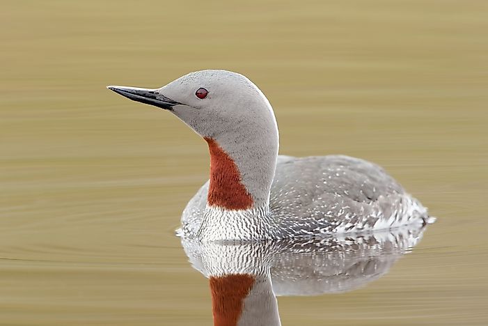 #5 Red-throated Loon