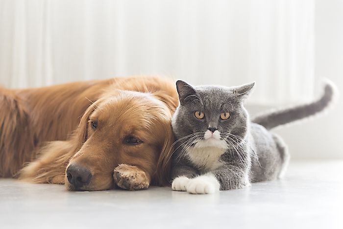 Adopt; it's a great deal for you, the Earth, and your pet! Adopt; it's a great deal for you, the Earth, and your pet!
