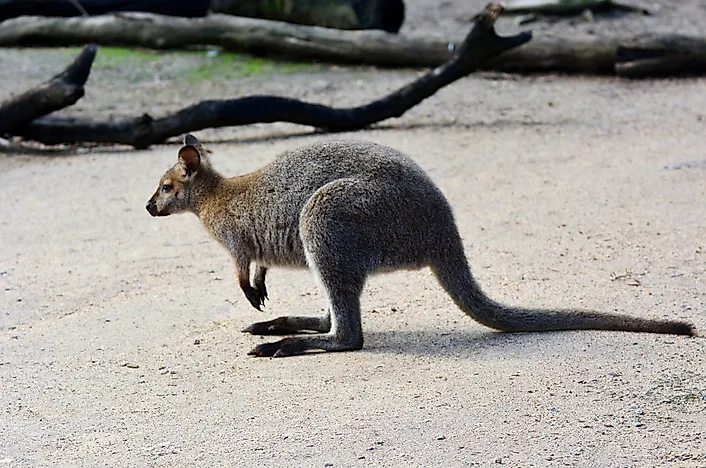 #1 Antilopine Kangaroo (Macropus antilopinus)