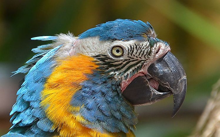 #6 Blue-Throated Macaw