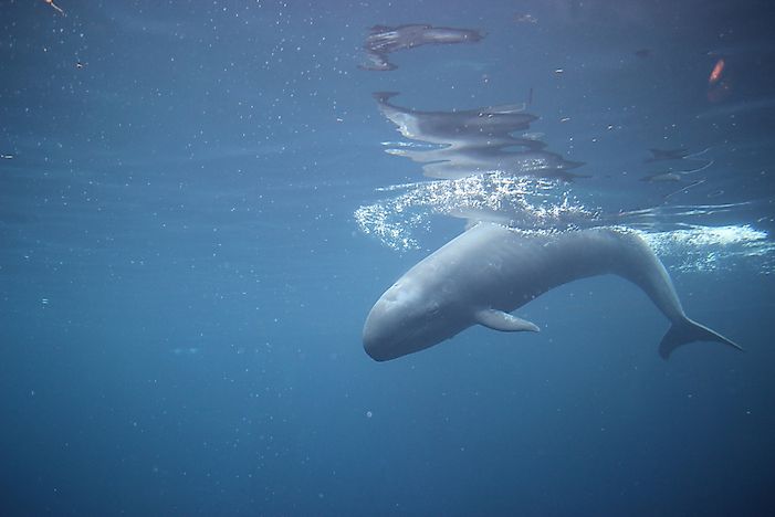 #2 False Killer Whale