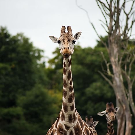#4 What Do Giraffes Like To Eat?