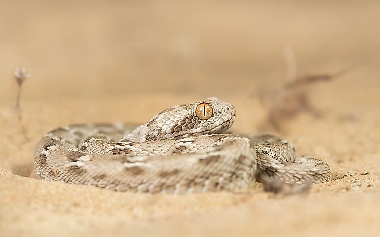 #1 Saw-scaled Viper (Echis carinatus)