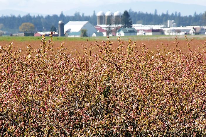 #1 Washington - 96.1 Million Pounds of Blueberries Produced