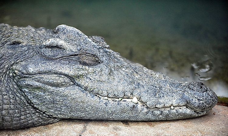 Wildlife Under Threat: The Endangered Reptiles And Fish Of Cambodia