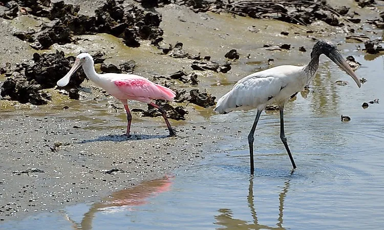 #9 General Physiology Of Wading Birds -