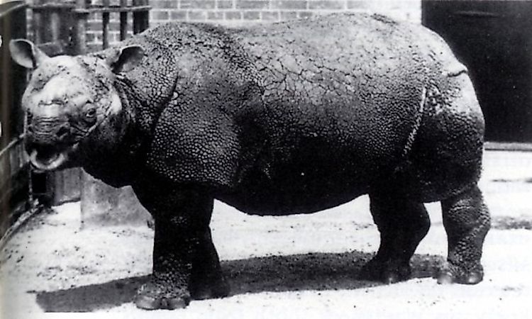 #4 Javan Rhinoceros -
