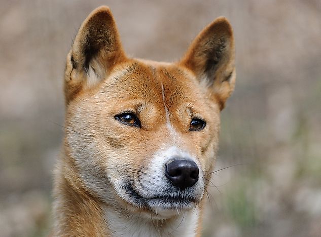 A New Guinea singing dog. A New Guinea singing dog.