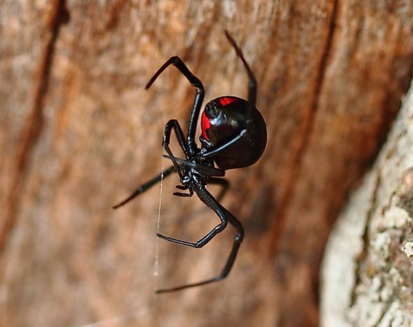 #9 Black Widow