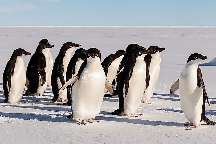 A group of Adélie penguins. A group of Adélie penguins.