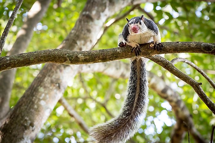 #1 Grizzled Giant Squirrel