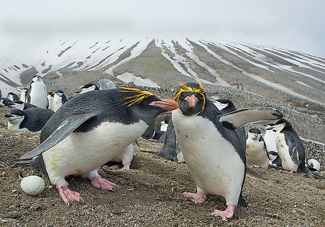 A pack of macaroni penguins. A pack of macaroni penguins.
