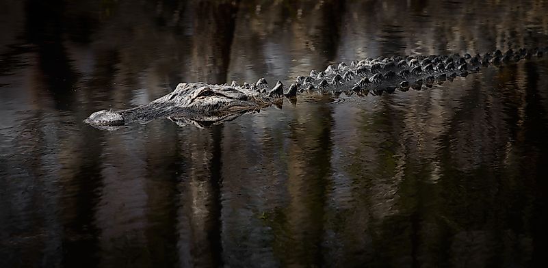 #12 American Alligator