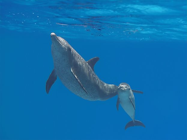 #4 Delphinidae (Oceanic Dolphins)
