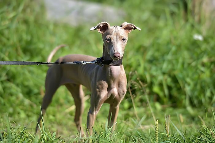 A Peruvian Inca Orchid dog on a leash. A Peruvian Inca Orchid dog on a leash.