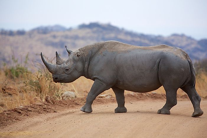 Kenya Animals — Animals That Live in Kenya - WorldAtlas.com