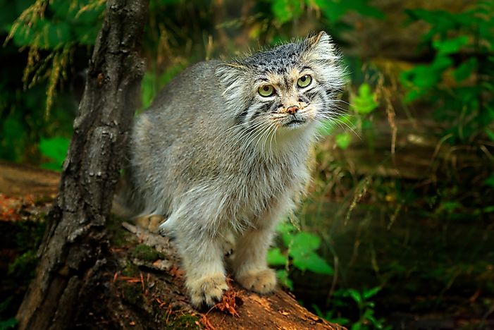 #7 Pallas's Cat