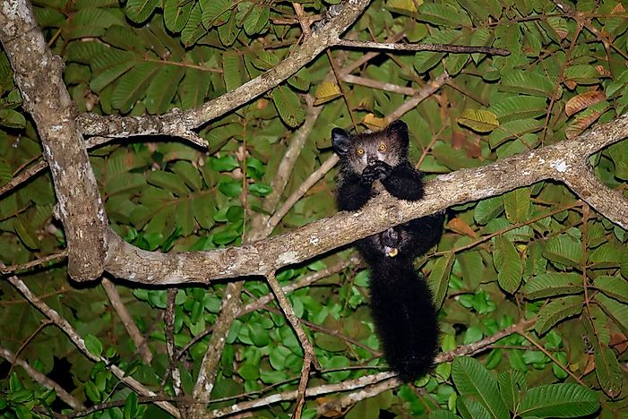#4 Aye-aye