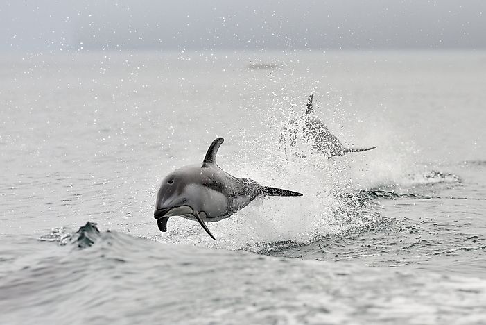 Pacific white sided dolphin showing their playful side in the Pacific Ocean near Canada. Pacific white sided dolphin showing their playful side in the Pacific Ocean near Canada.