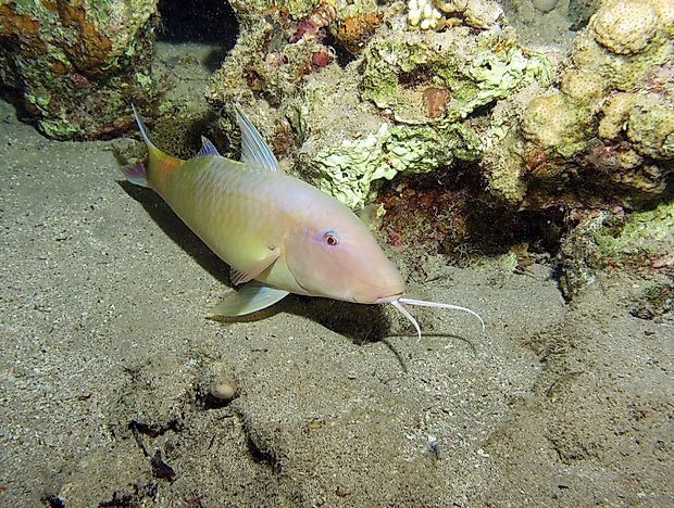 Do Fish Sleep?