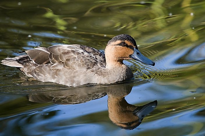 #7 Philippine Duck