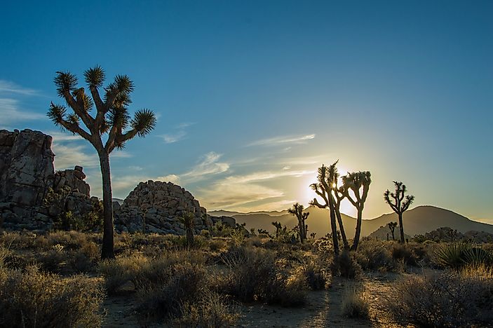 #2 Joshua Tree National Park