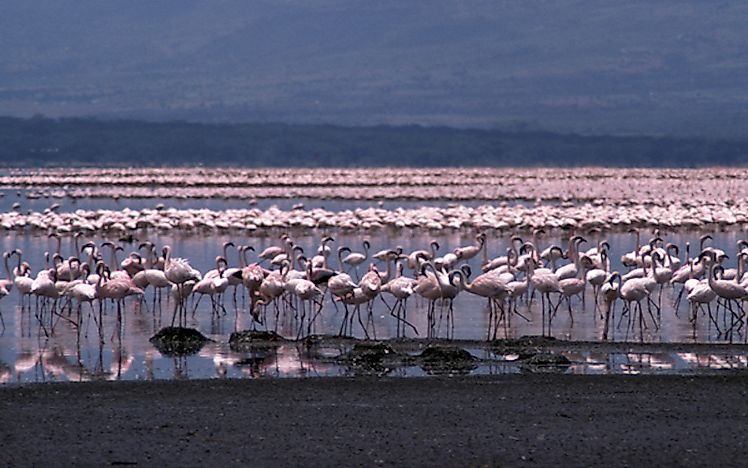 #2 Lake Bogoria