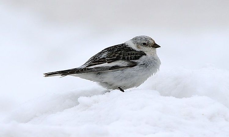 #3 Snow Bunting