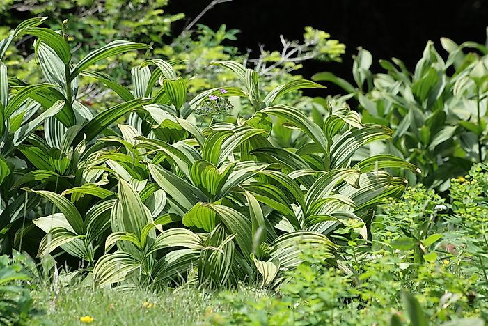 #2 White hellebore