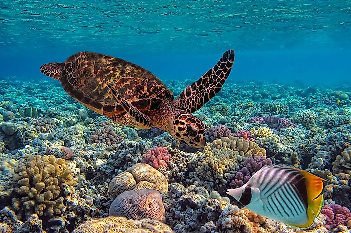 #5 Hawksbill Sea Turtle